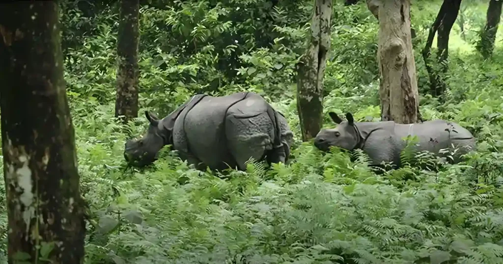 Guwahati Manas Hajo Cultural Tour Image 3